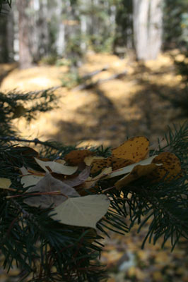 pagosa springs fall colors