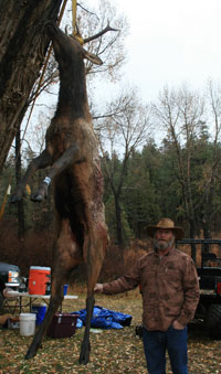 colorado elk hunting