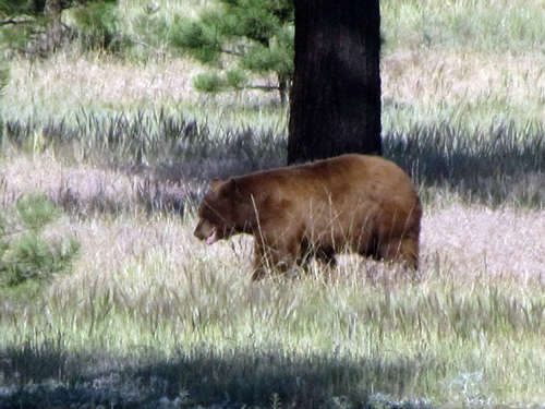 bear2