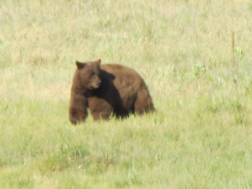 bear3