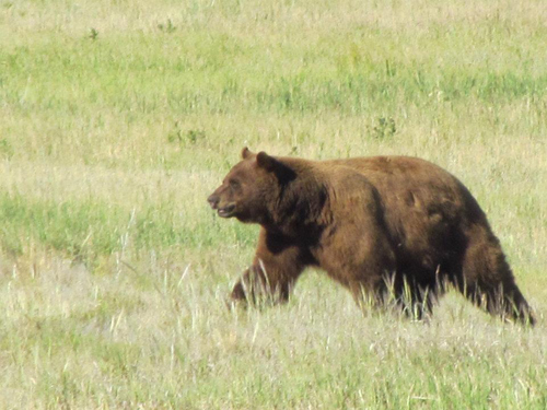 bear5