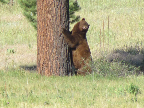 bear7